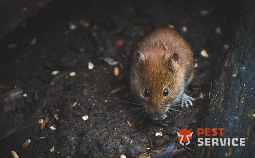 Дератизация в Белорецке